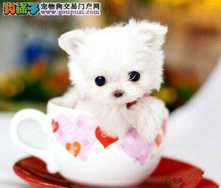 科学测试法 如何确定茶杯犬母犬处在发情期的阶段