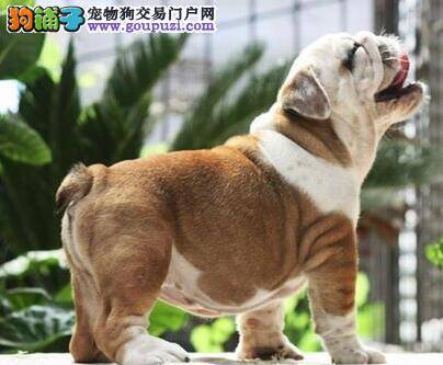 斗牛犬咳嗽干呕吃什么药治疗好得快