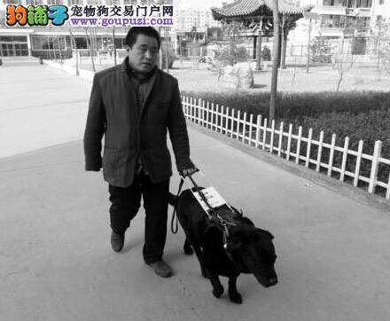 山西第二只导盲犬入住朔州市为盲人工作