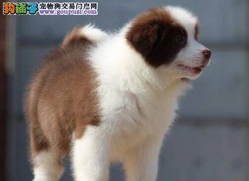 边境牧羊犬眼睛出现很多眼屎是怎么回事