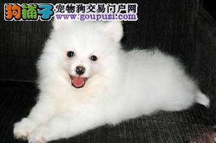 亲手为银狐犬做美容护理的好方法