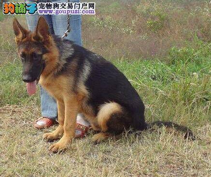 为什么德国牧羊犬不适宜吃剩菜剩饭