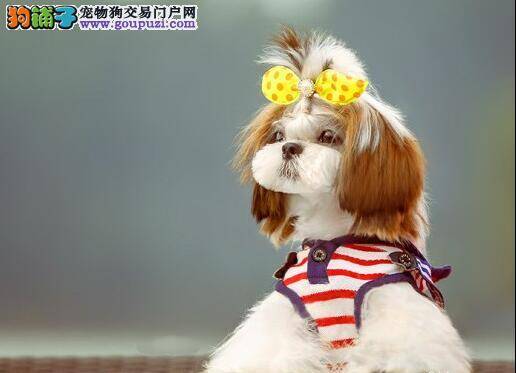 在便便和睡觉之前西施犬都会转圈的原因