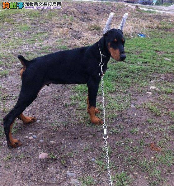 怎么给杜宾犬补钙 求专家解答