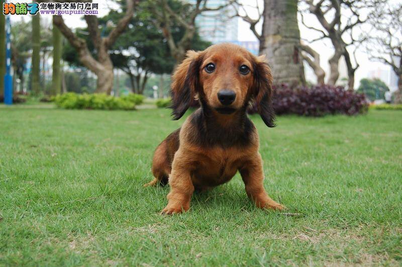 春节期间饲养腊肠犬的几点忌讳