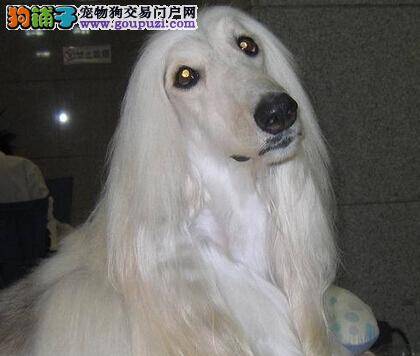 医疗小常识 阿富汗猎犬拉稀，呕吐的原因是什么