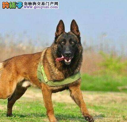 万事做好开头不难 饲养马犬首先要做好哪些准备