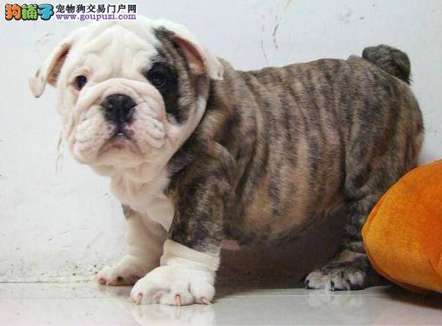 购买斗牛犬主人们要注意幼犬抱回家的反应