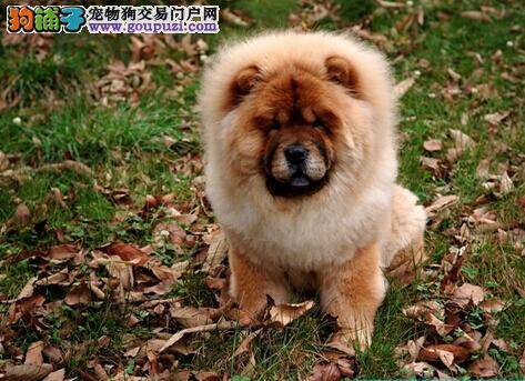 论笼子训练与训练松狮犬定点排泄的关系