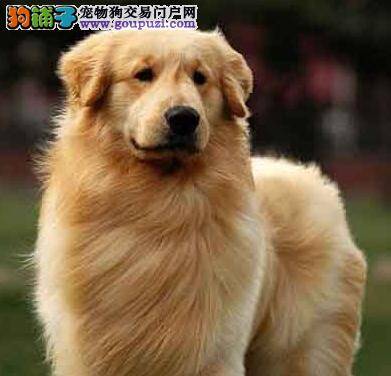看金毛犬是否纯种要从哪些方面入手查看