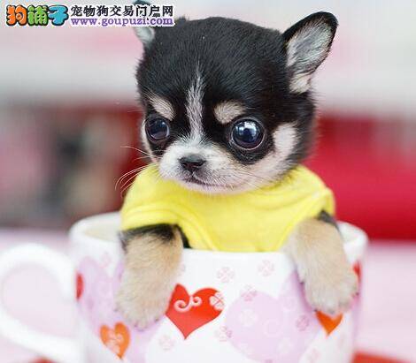 怀孕365 茶杯犬妊娠期间要注意哪些事项