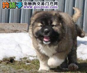 健康的高加索犬幼犬身体内部指标是怎样的