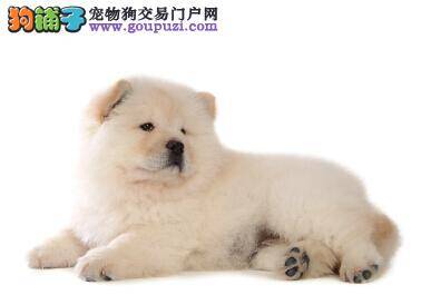 狗狗挑食巧应对 怎样改掉松狮犬挑食的毛病