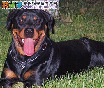 清除罗威纳犬的口臭有妙招 快速还你清新口气