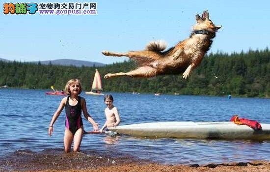 狗狗中的跳高能手  能够跳跃一人多高