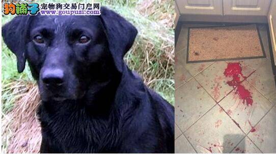 【忠犬护家】守护家门抵挡贼人 狗狗胸口被捅两刀