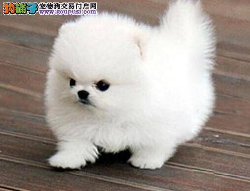 美容新技巧 博美犬剃毛期间应注意三个要点
