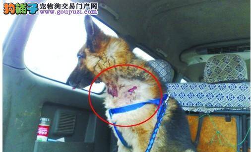 忠犬为救主受重伤成为国际有名的"英雄狗"
