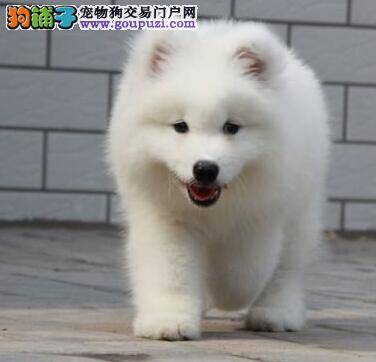 两个月的萨摩耶应该注射哪些疫苗