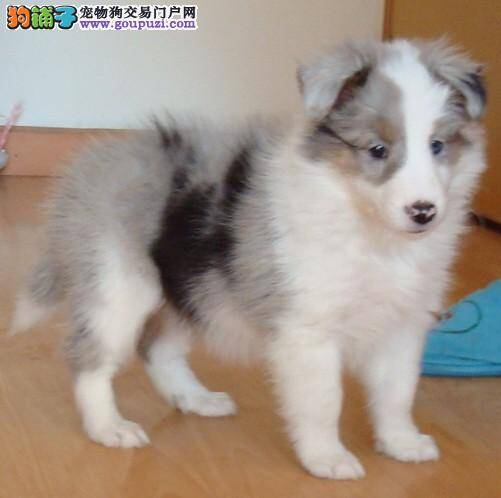 喂喜乐蒂犬吃什么补充营养