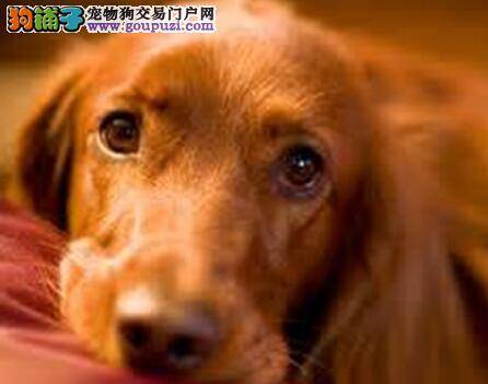 讲述金毛犬母犬临产的征兆与产前知识