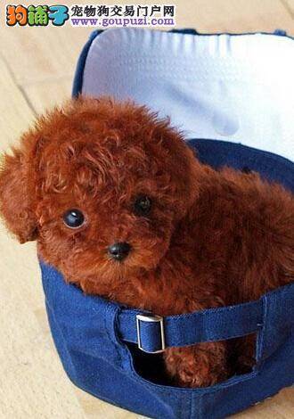 每天摄入多少蛋白质才不会对茶杯犬导致伤害呢