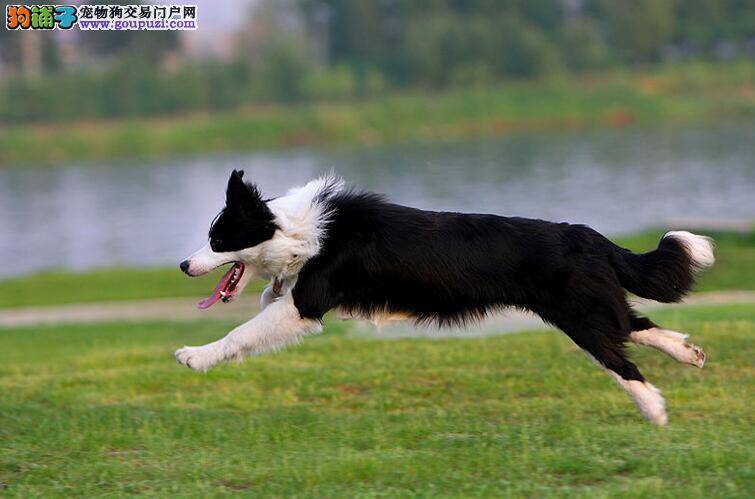 对边境牧羊犬各方面的坏习惯预防好于纠正