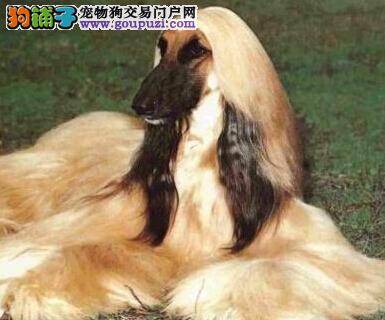 饲养工作不能停 断奶前后的阿富汗猎犬要如何护理