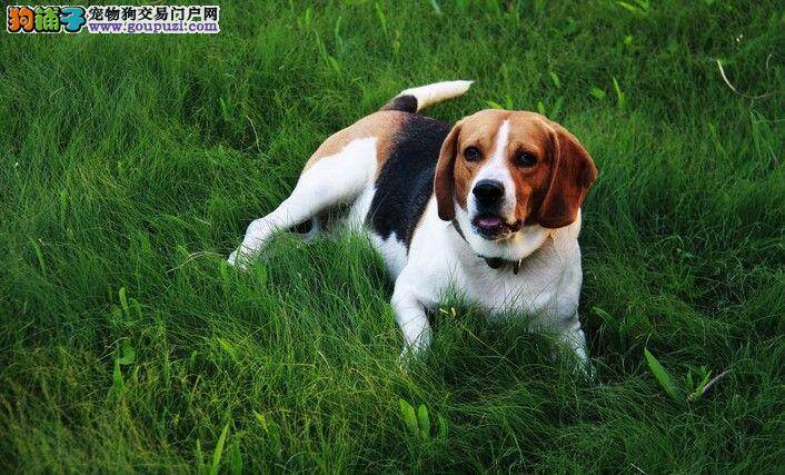 比格犬吃哪些食物对身体的健康有着极大的好处