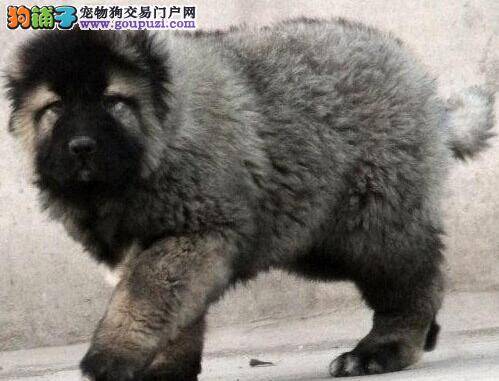 我家高加索犬最近总乱捡东西吃如何是好