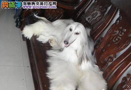 分析阿富汗猎犬感冒的症状与治疗的方法