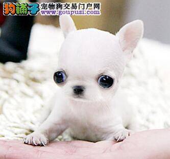 吉娃娃不吃东西，没精神发烧拉肚子没事吧