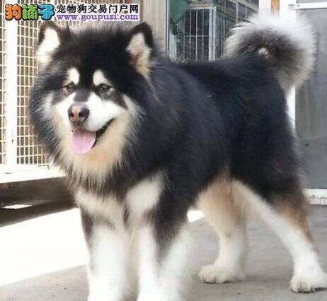正确寄养阿拉斯加雪橇犬有哪些学问