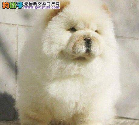 松狮犬打喷嚏、咳嗽是不是感冒了