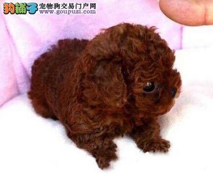 贵宾犬的耳朵掉毛，变黑 求治疗方法