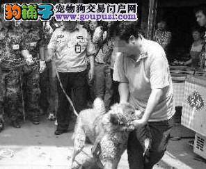 济南市大型犬烈性犬狗主受到处罚