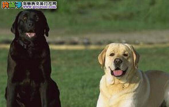 如何培养拉布拉多犬养成良好的饮食习惯