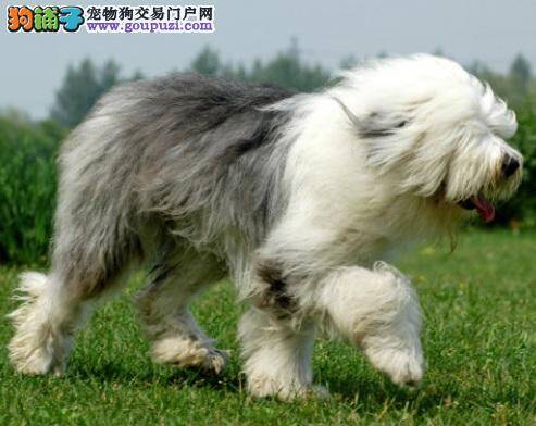聪明的古代牧羊犬，优良的伴侣犬