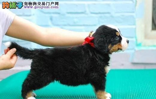 伯恩山犬一天需要喂几遍狗粮