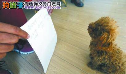 17年忠犬丢失 心急主人在吉林全城悬赏寻找