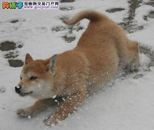 如何控制好柴犬食量 避免柴犬吃的太多