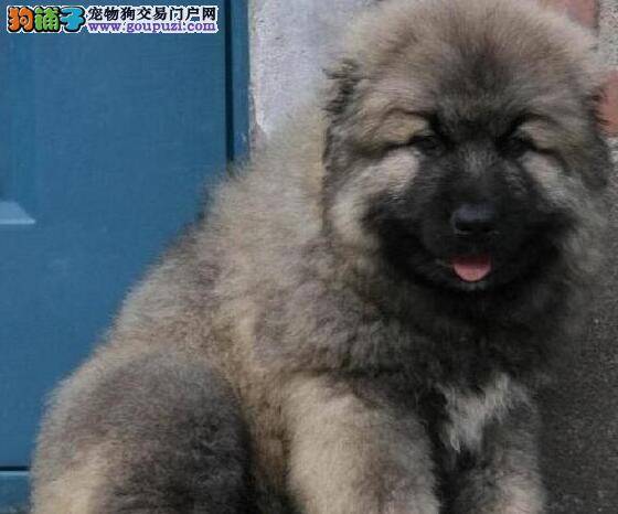 高加索犬超级喜欢咬东西怎样纠正这个毛病