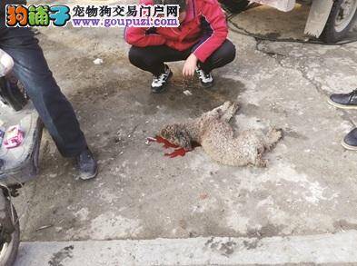 面包车撞死宠物狗后逃跑，市民骑摩托追赶记下车牌号