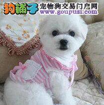四个方法教你轻松买到纯种健康的比熊犬