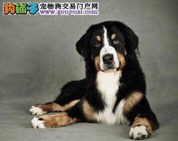 谈论一下车上的哪个位置是最适合伯恩山犬乘坐的