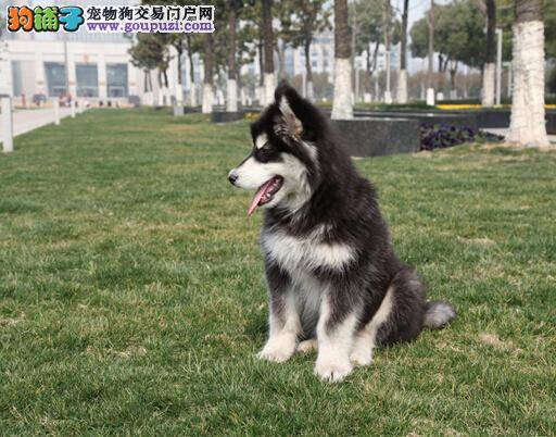 延续生命 怎样治疗阿拉斯加犬公犬的不育症