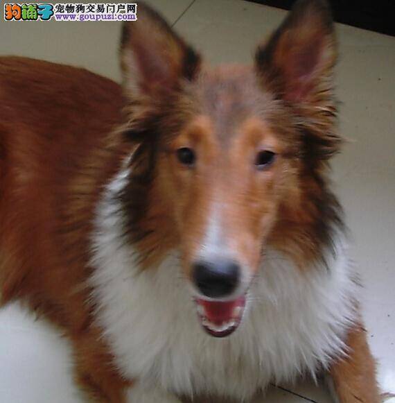 怀孕一本就够了 怎样照顾怀孕期间的喜乐蒂犬