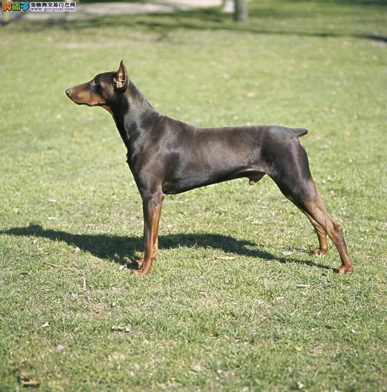 杜宾犬得了犬瘟热吃什么药治疗