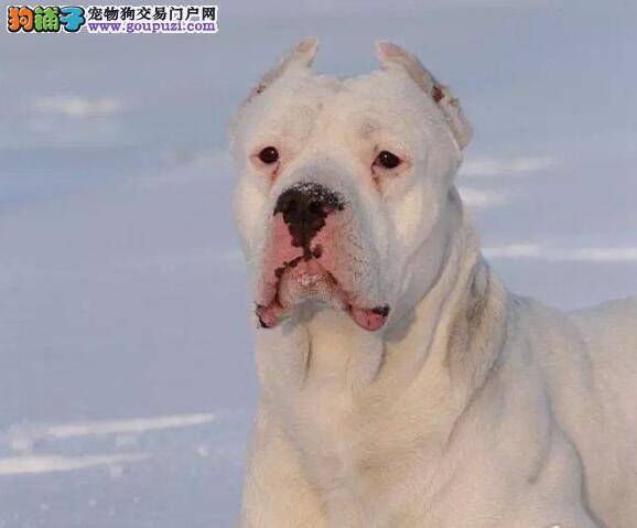 杜高犬处于换毛阶段，应如何缓解这种情况