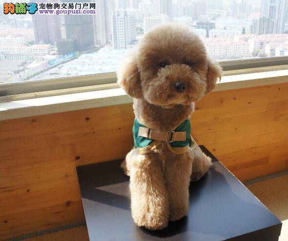 不要认错狗 教你如何快速的区分贵宾犬和比熊犬